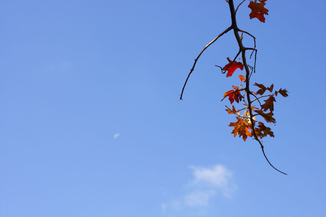 autumn leaves