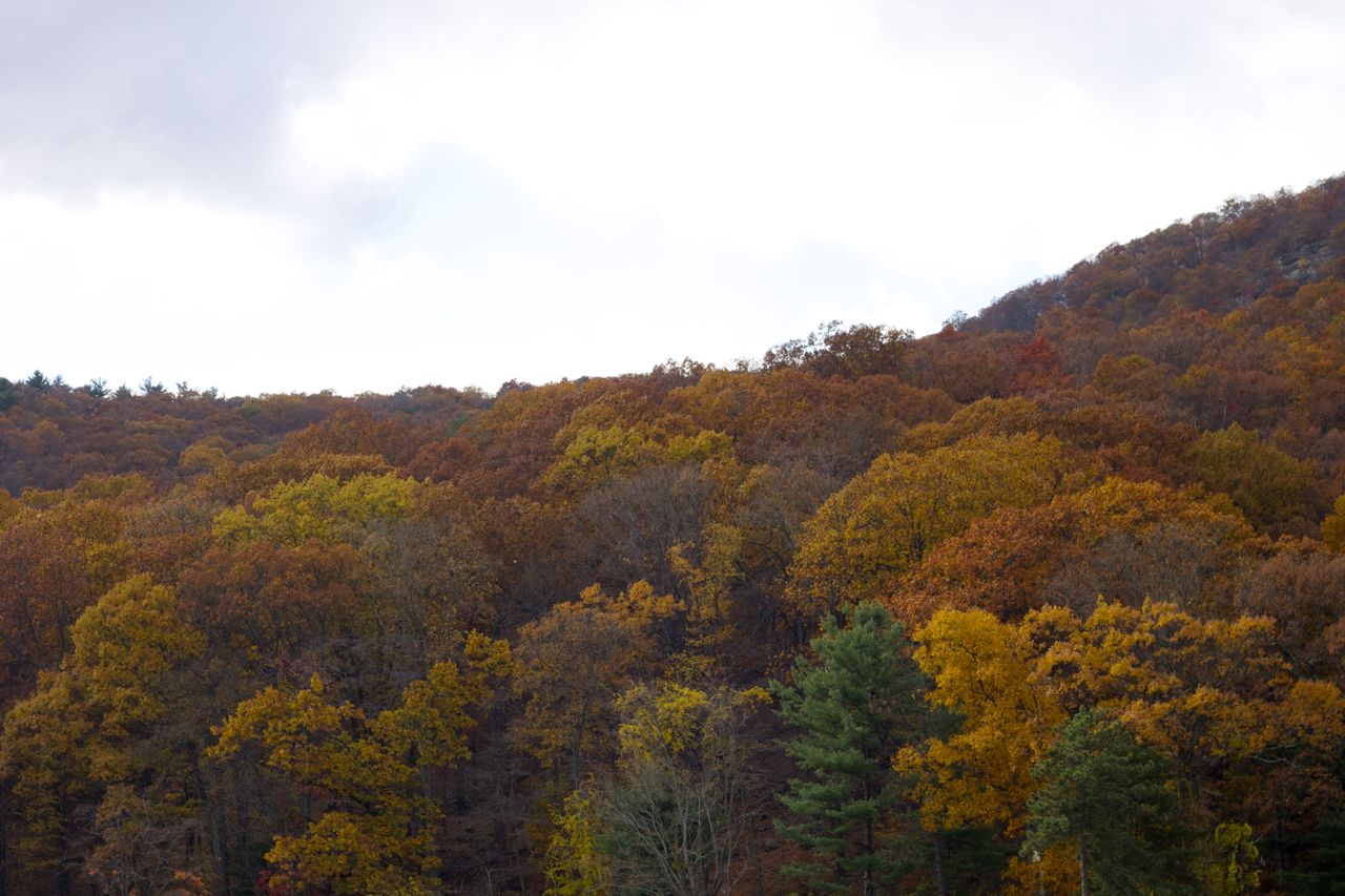 fall foliage