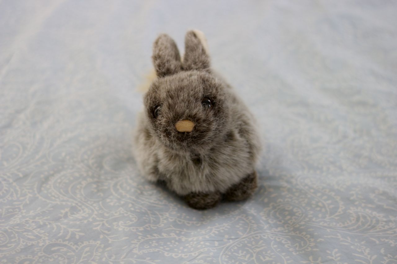stuffed bunny