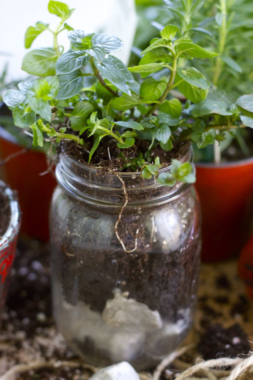 mint in jar