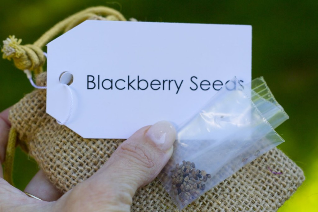 blackberry seeds