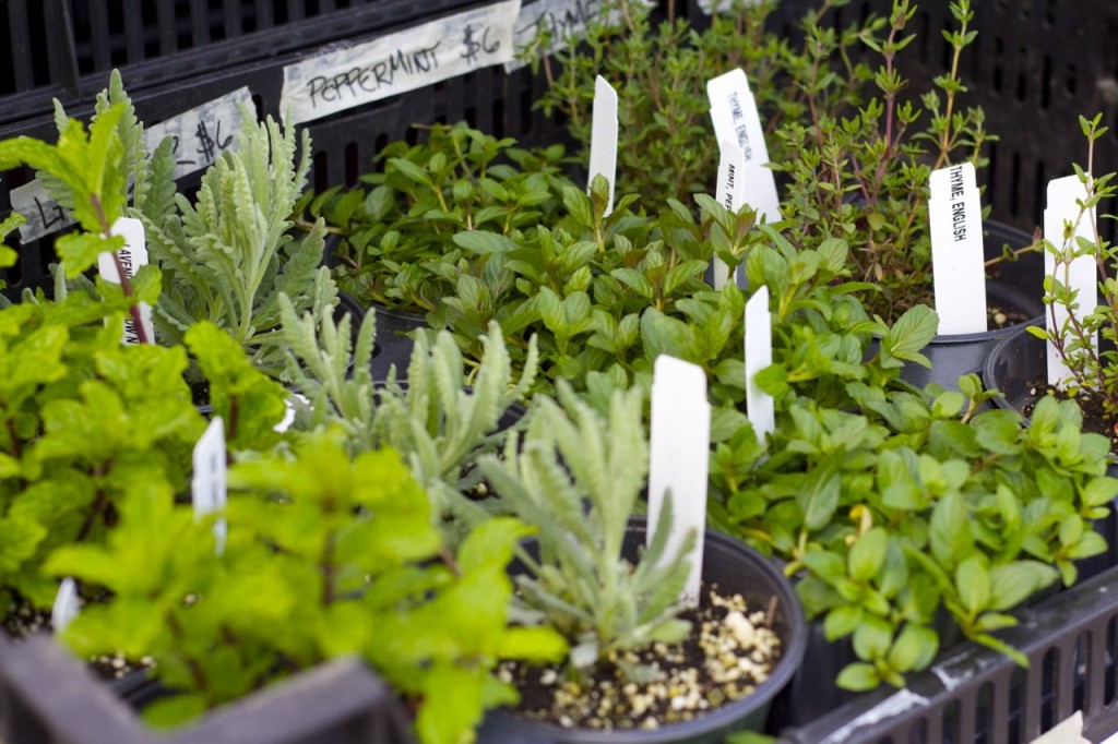 fresh herbs