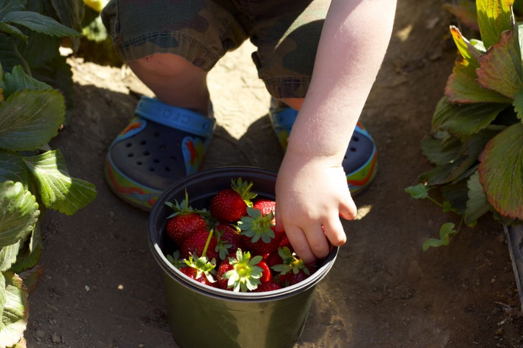 strawberries