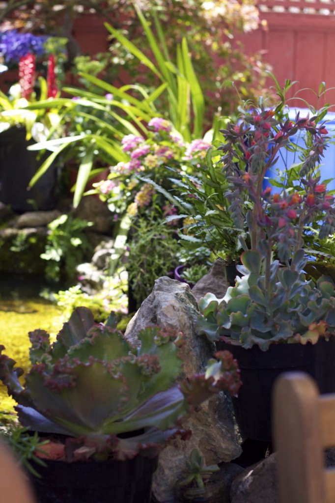 succulents rainbow
