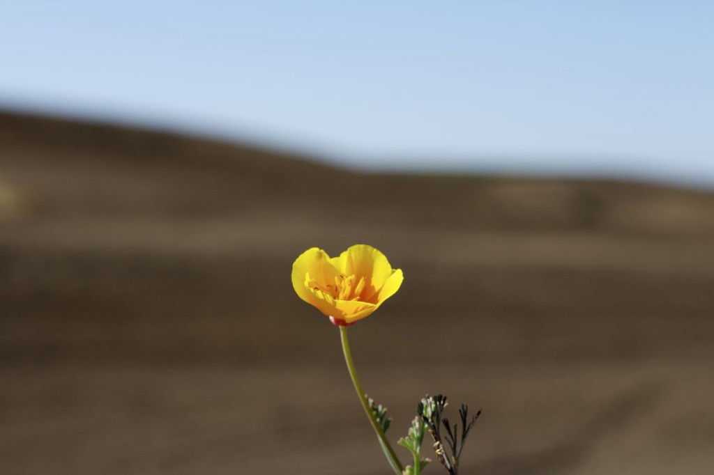 wildflower