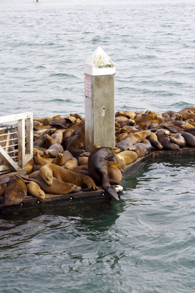 seals