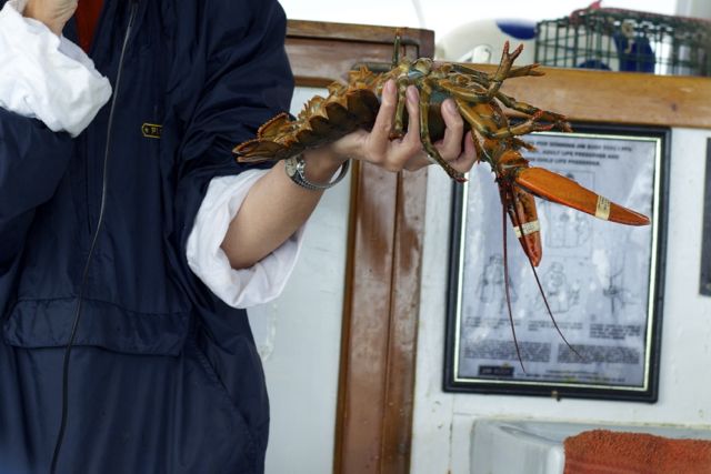 lobster