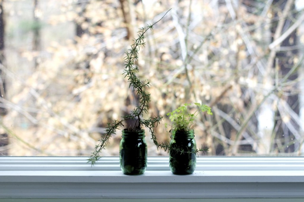 mason jar herbs