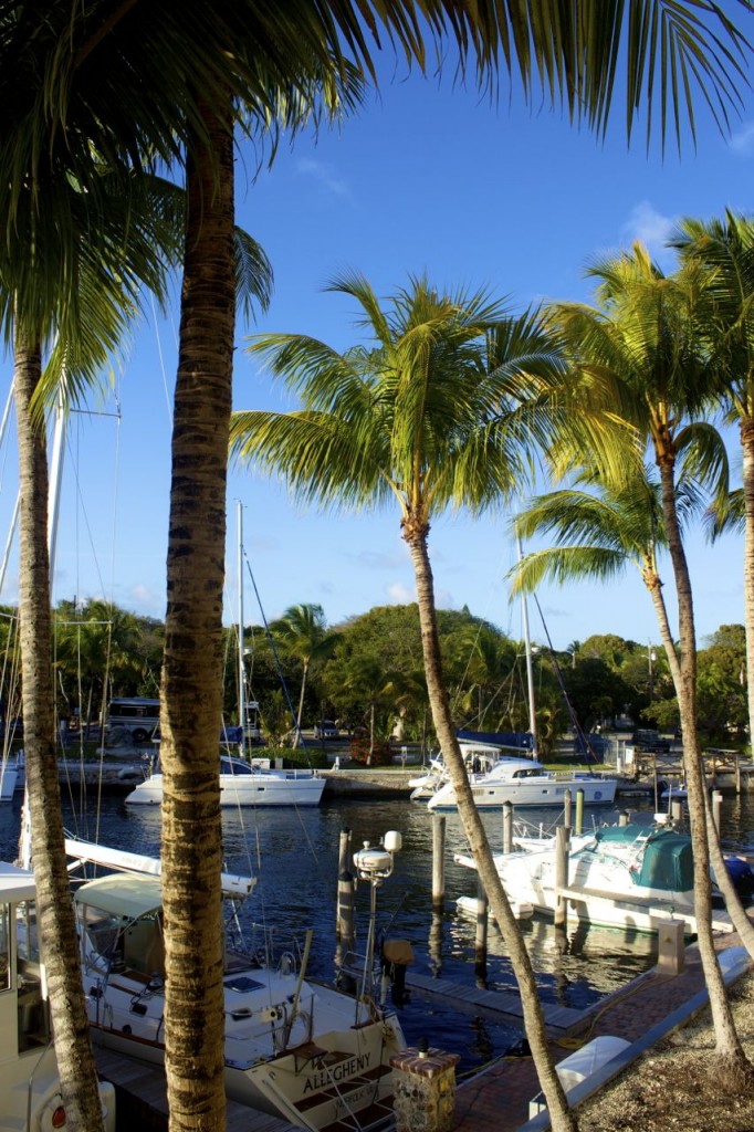 florida palm trees
