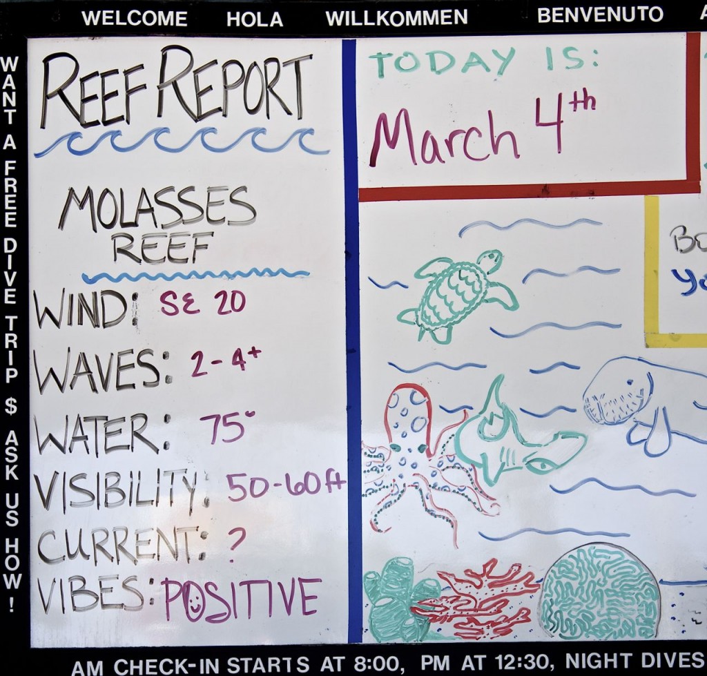 reef report