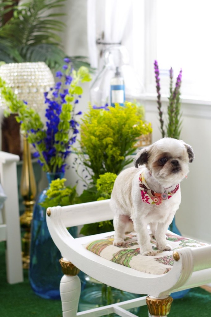 shih tzu flowers