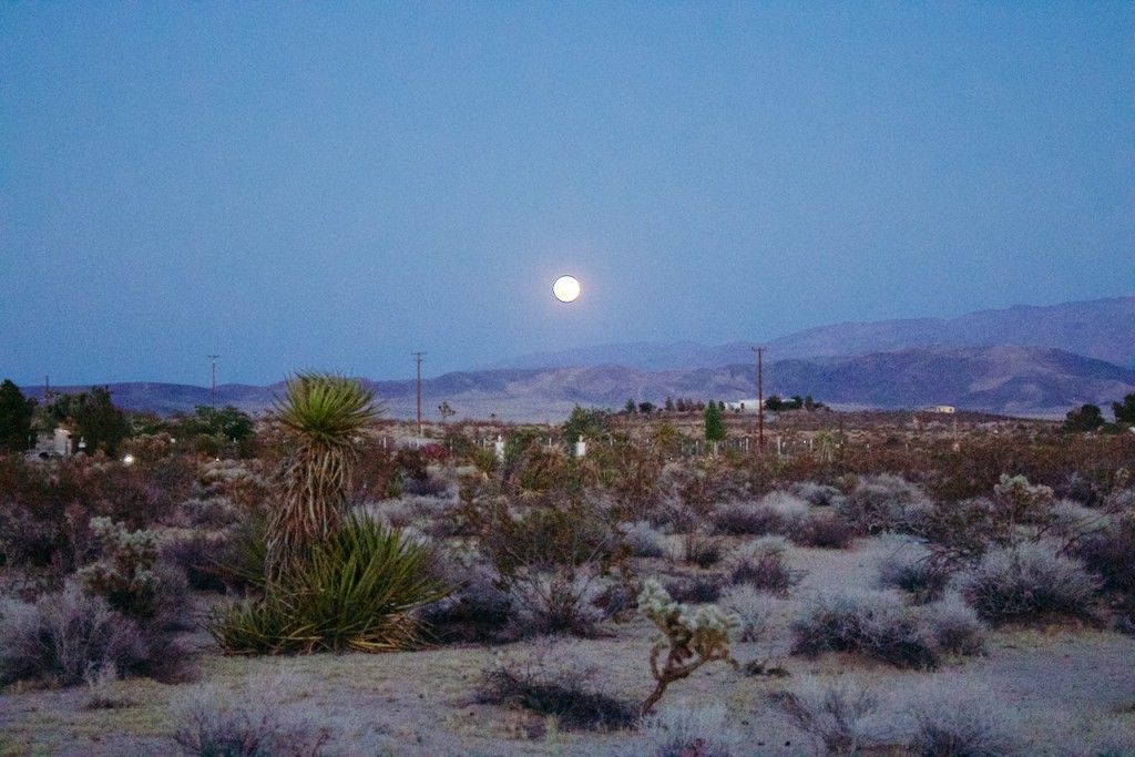 joshua tree national park
