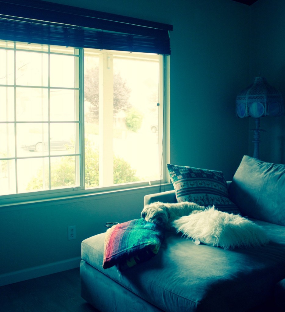 dog on couch