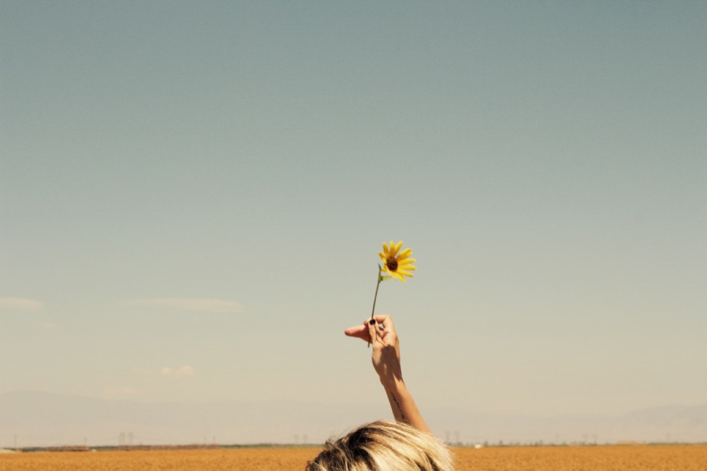 flower in the sun