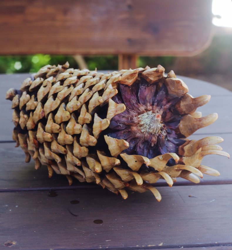 enormous pinecone