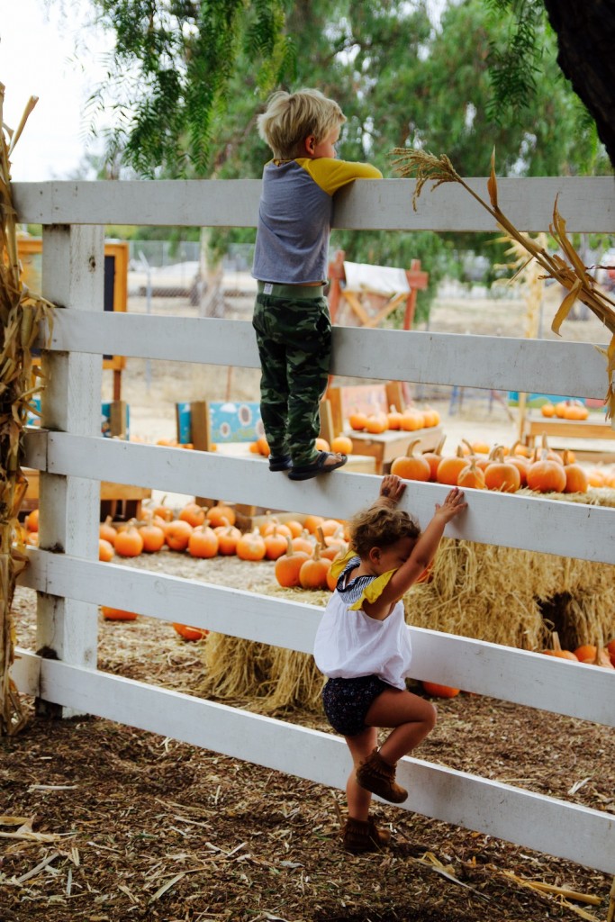 northern california pumpkin patch