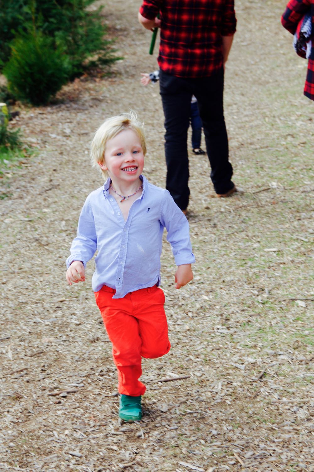 Running in a Christmas tree farm