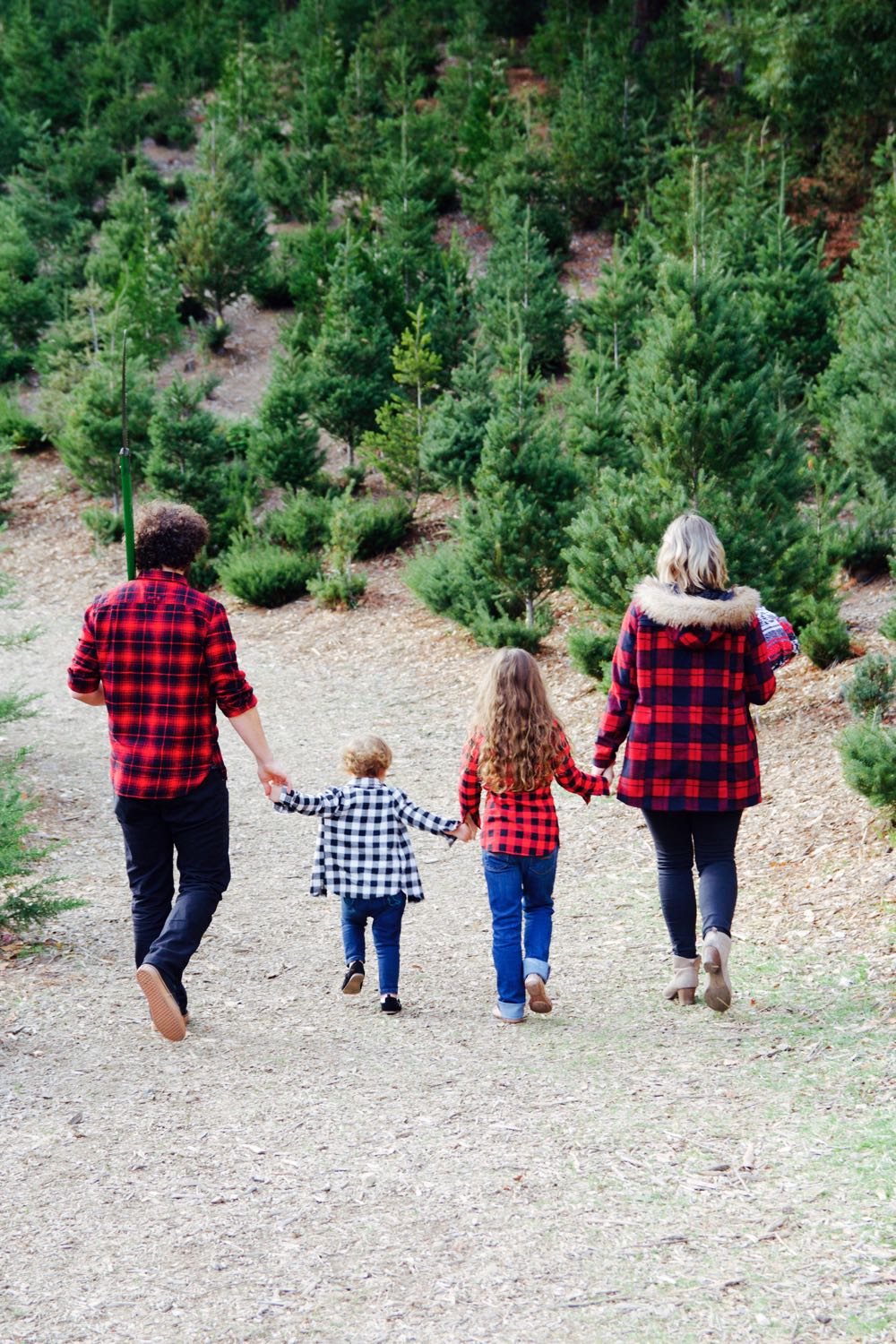 Picking your own Christmas tree at a tree farm