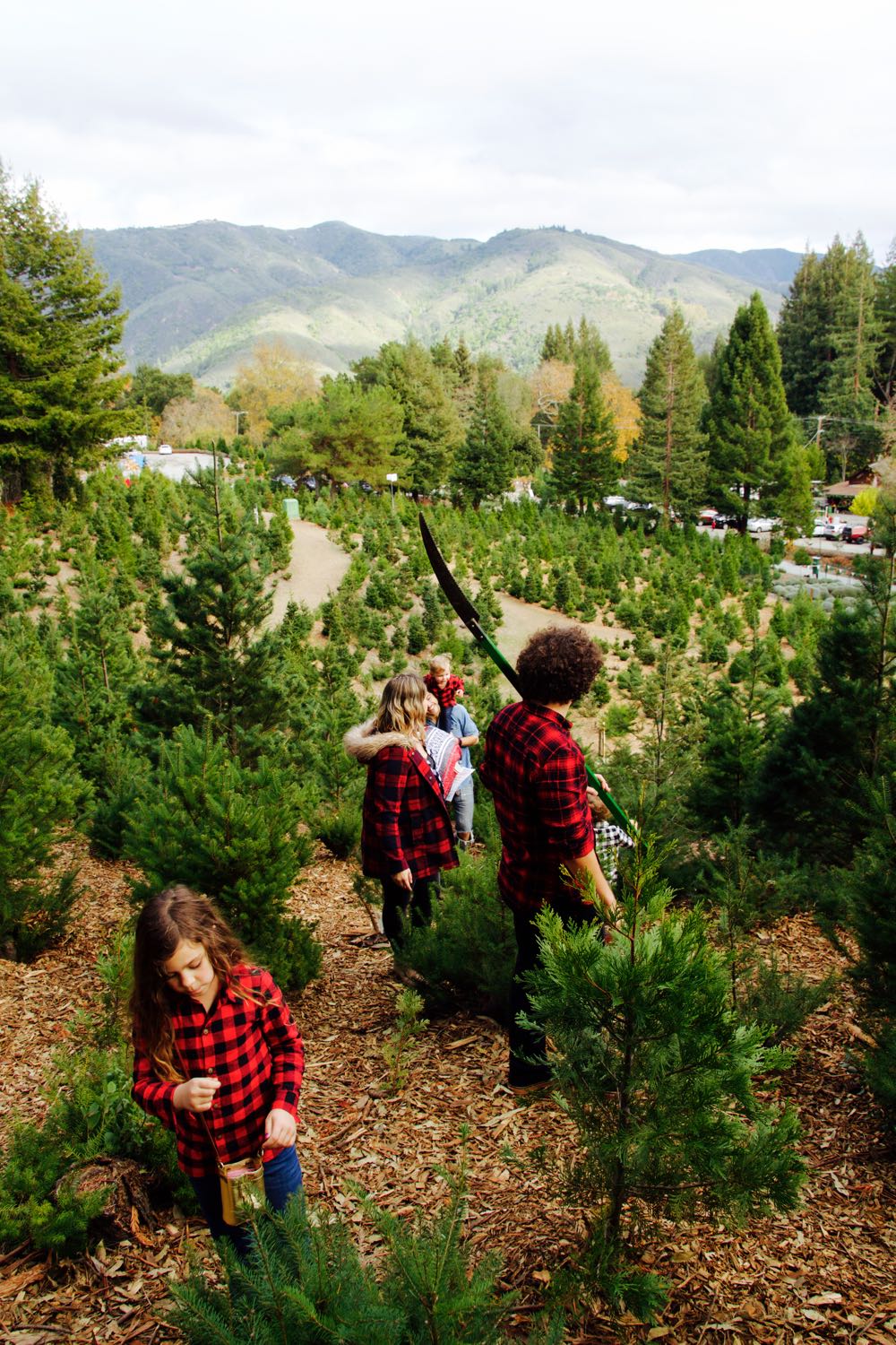 Los Gatos, California Christmas tree farm