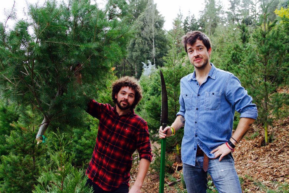 cutting down a Christmas tree in Los Gatos, California