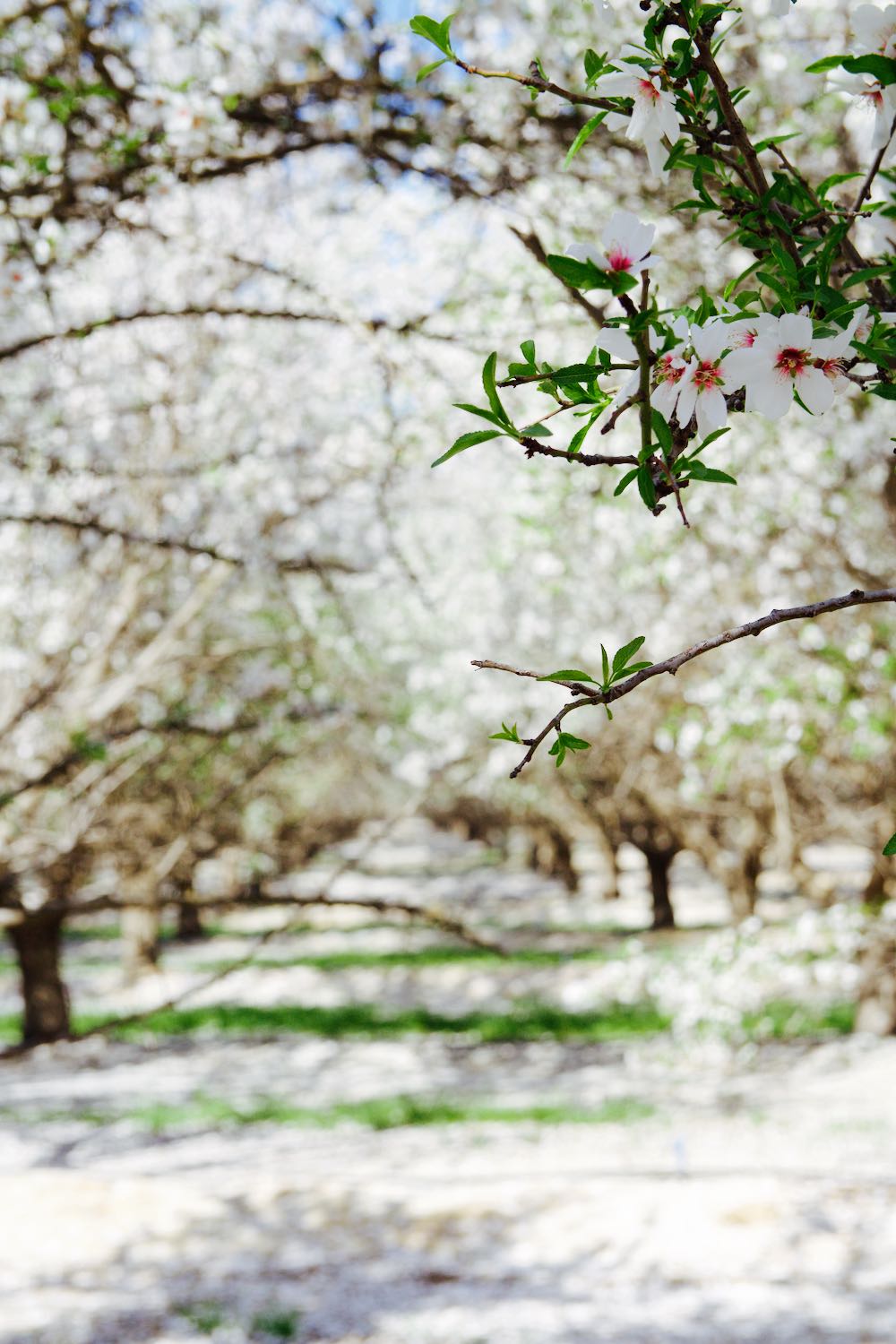 Almond blossoms in Central California