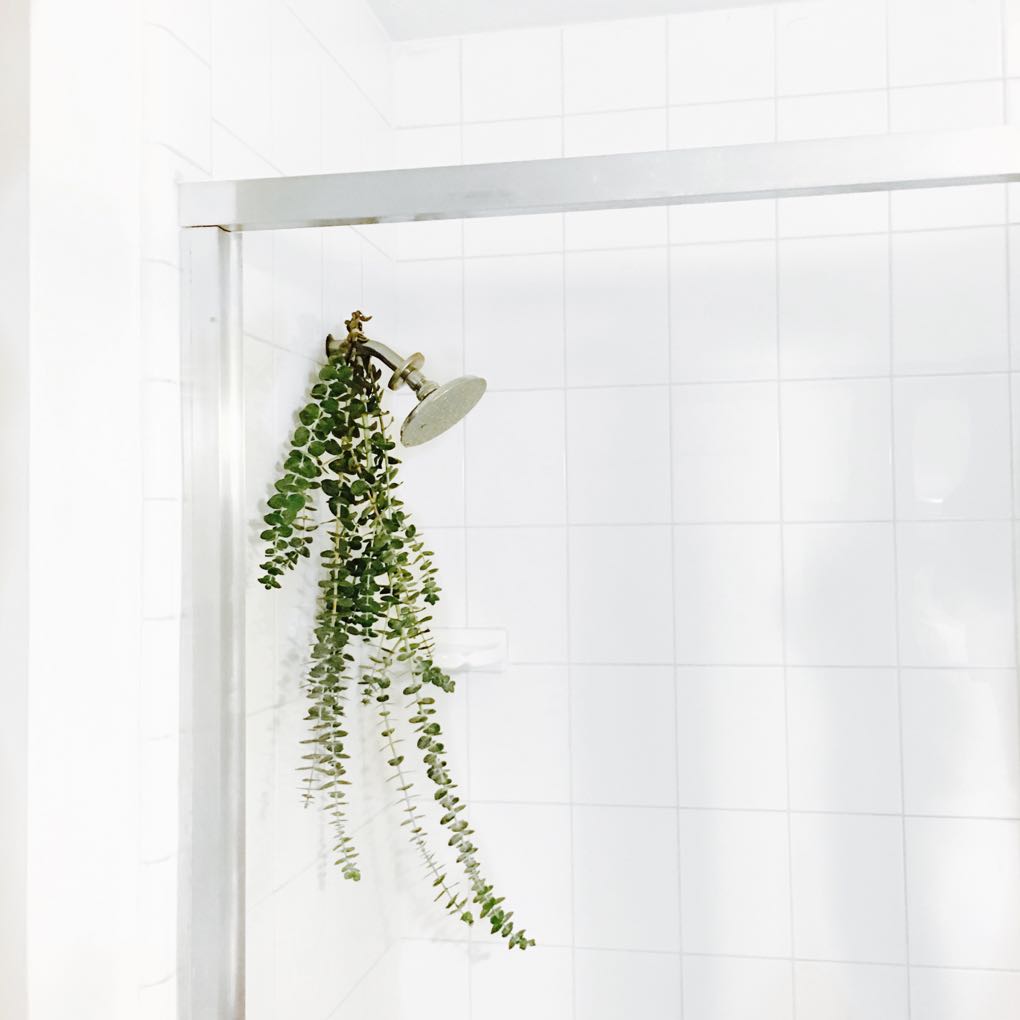 the benefits of hanging eucalyptus branches in your shower