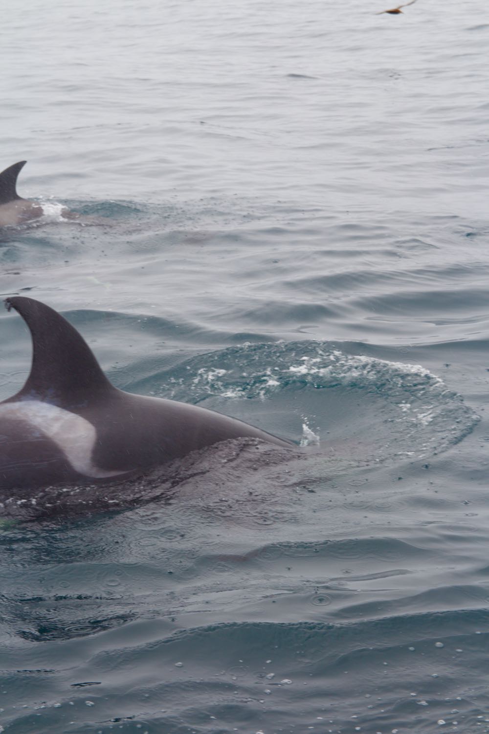 Amazing whale watching for orcas in Monterey Bay