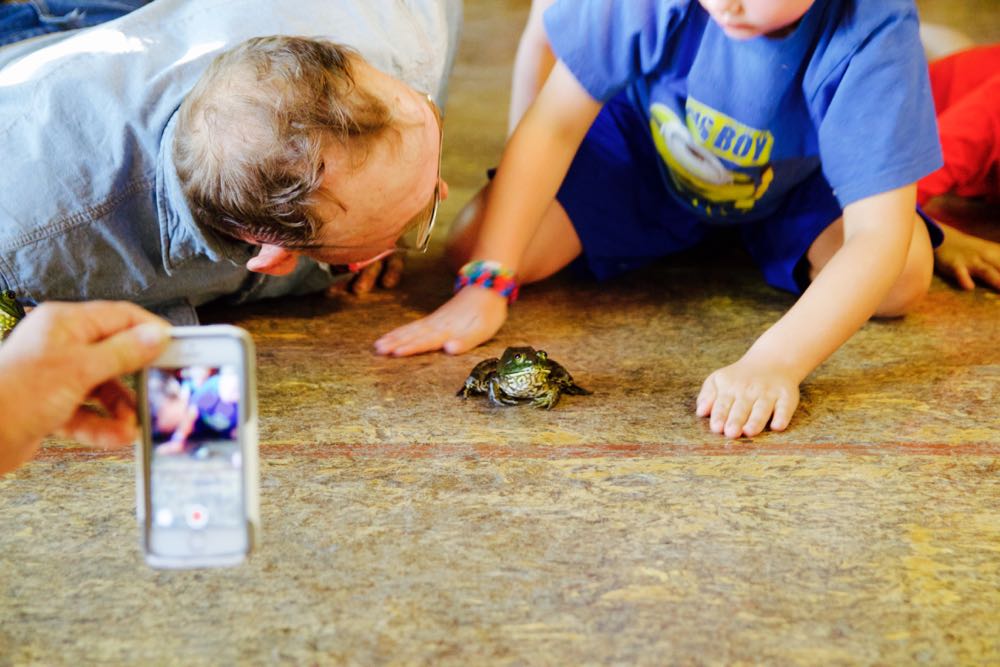frog races at greenhorn ranch