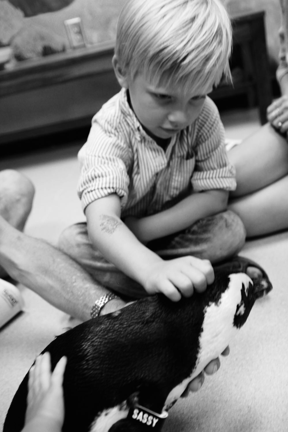 the penguin experience at audubon aquarium