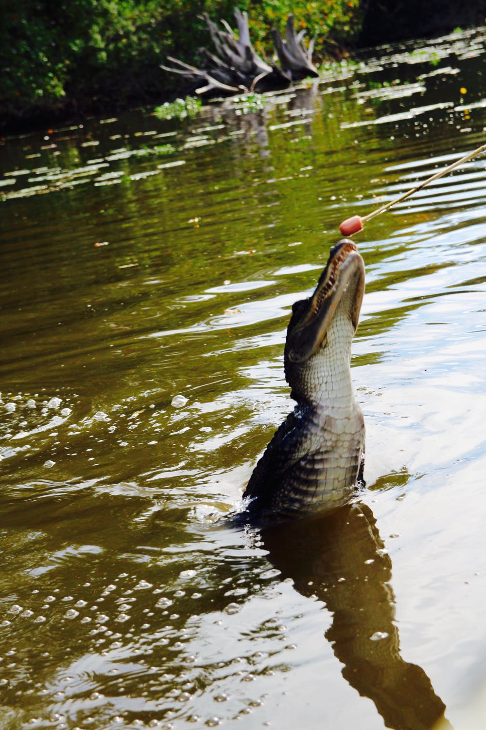 cajun encounters alligator swamp tour in new orleans