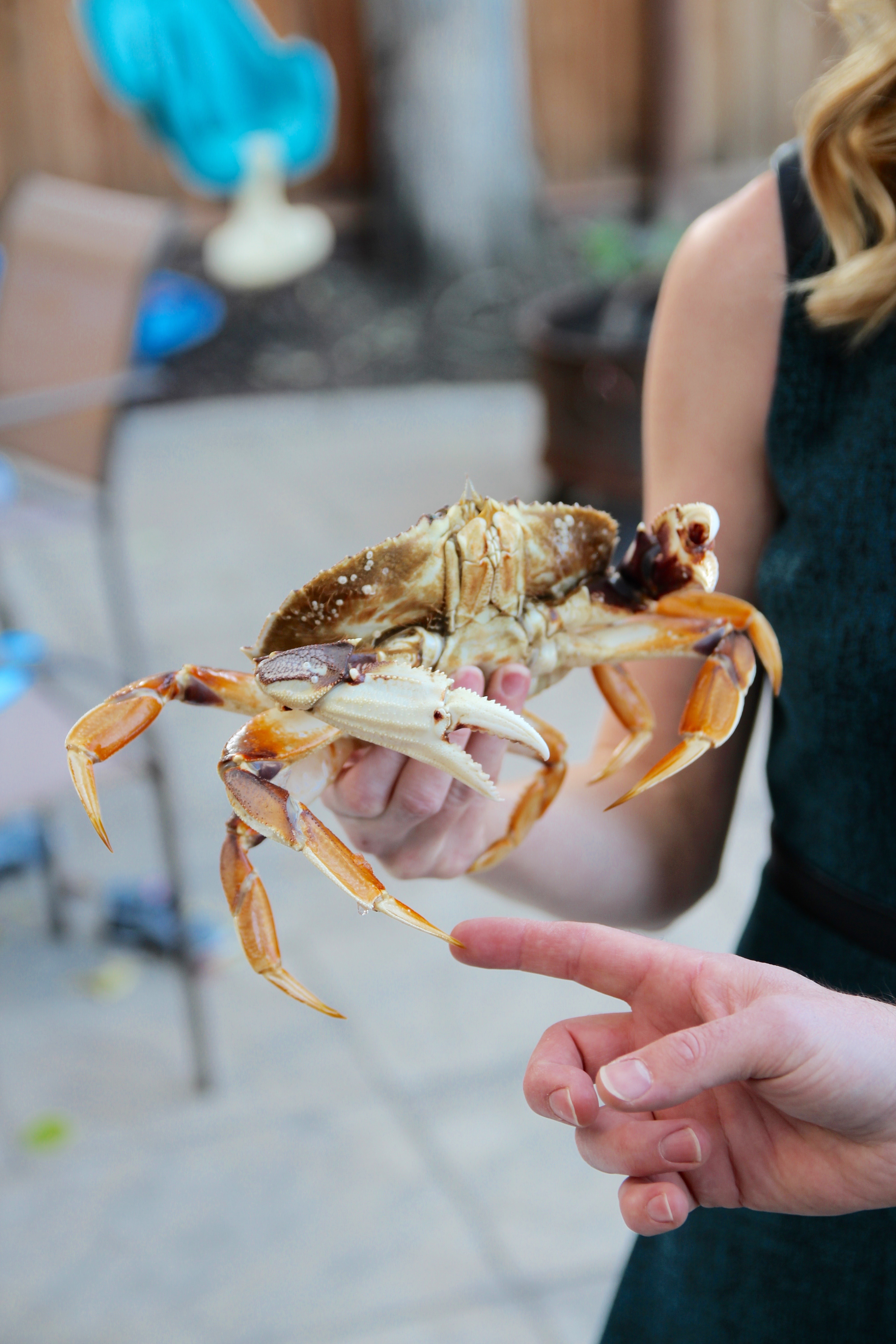 holding a huge dungeness crab