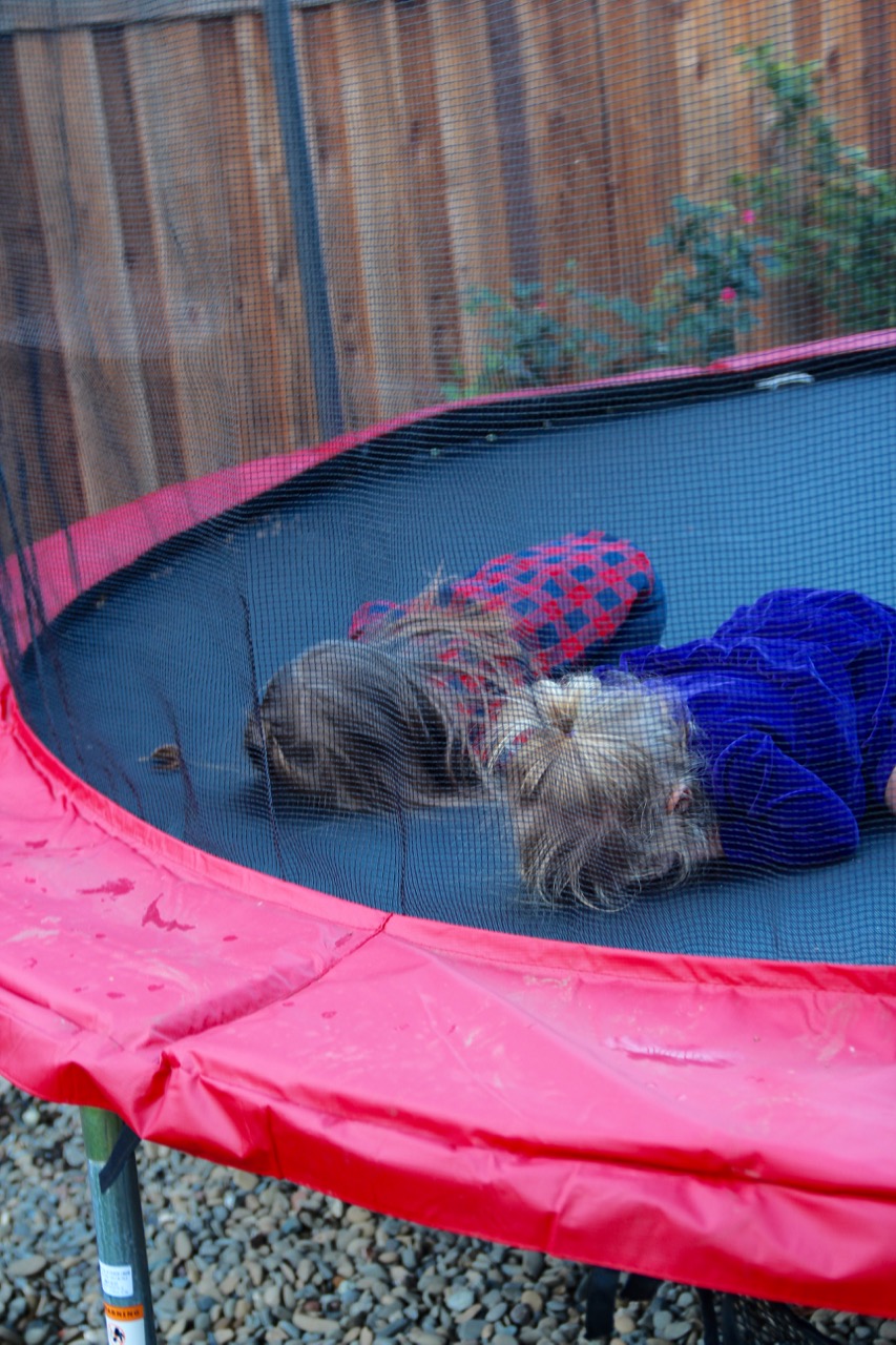 on the trampoline