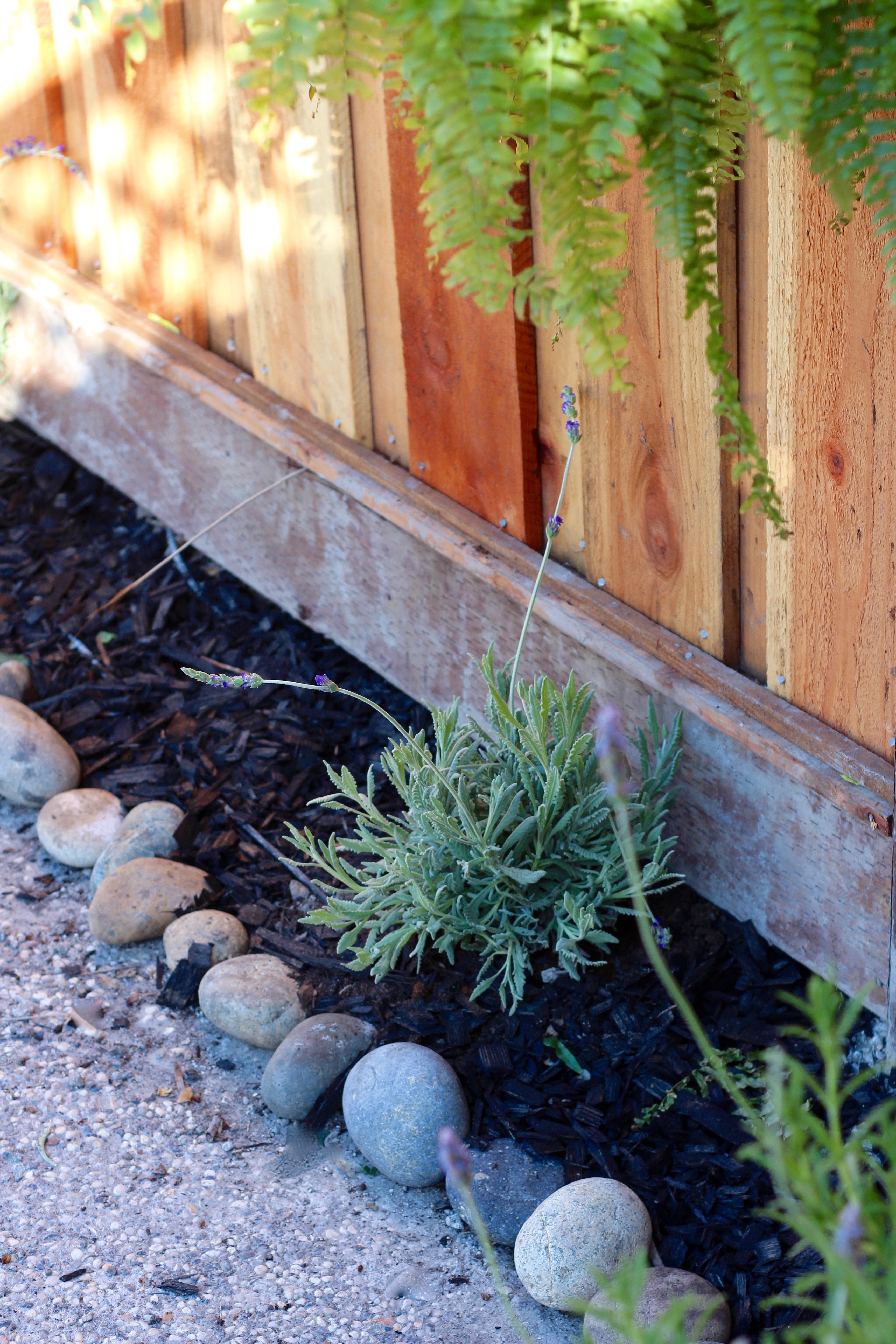 how to use black mulch for your home exterior landscaping