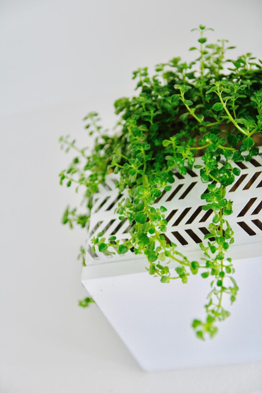 an indoor plant that can survive in low light