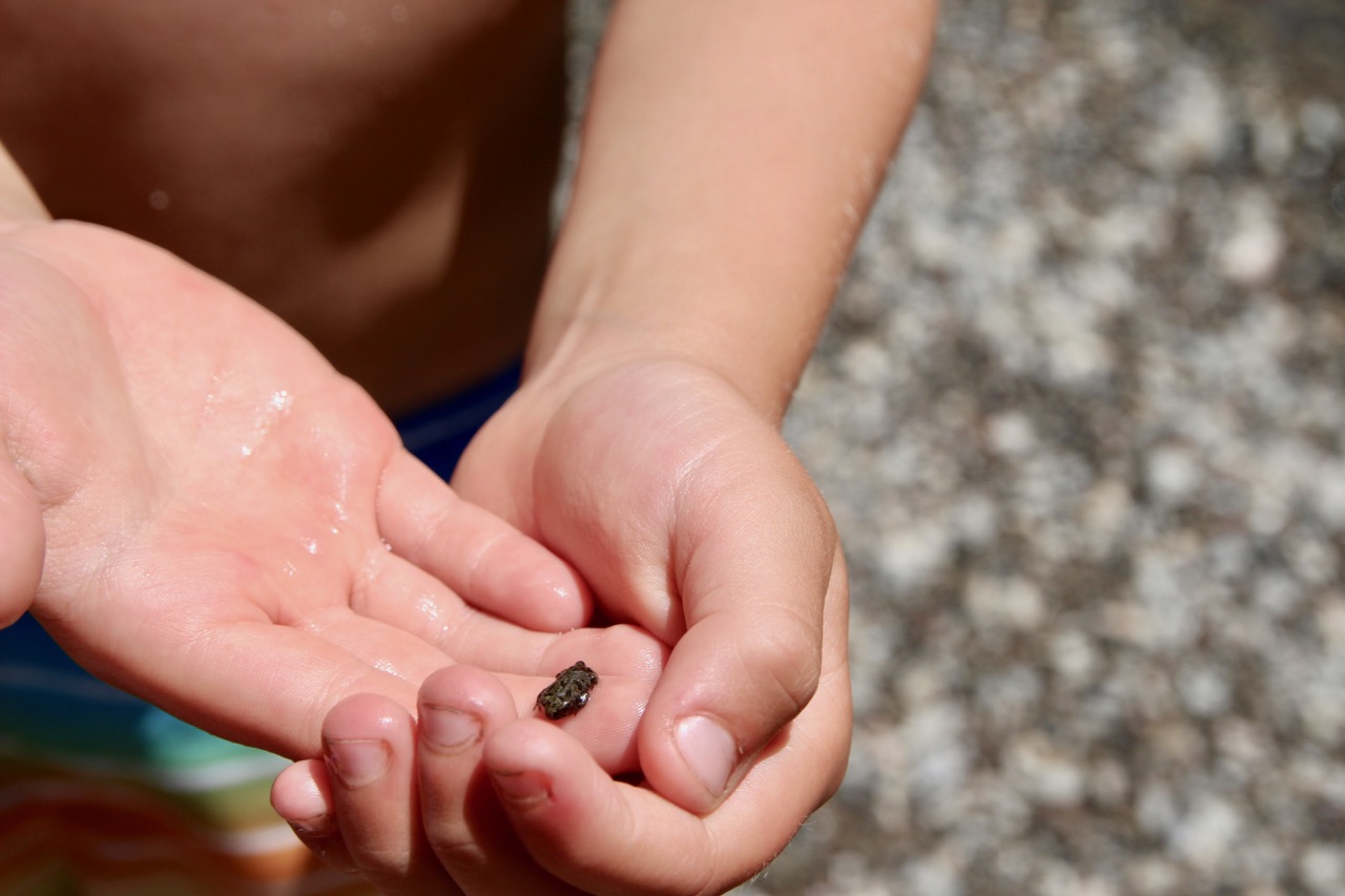 how to catch a frog while camping
