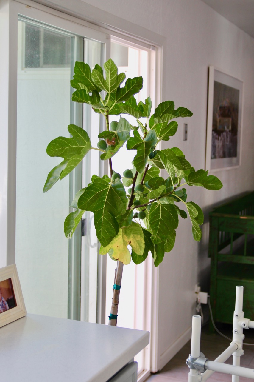 a real fig tree versus a fiddle leaf fig