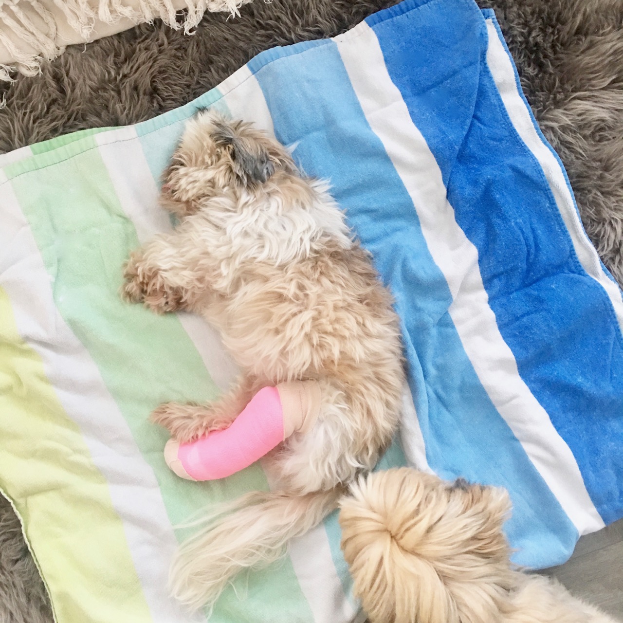 dog with pink cast on leg
