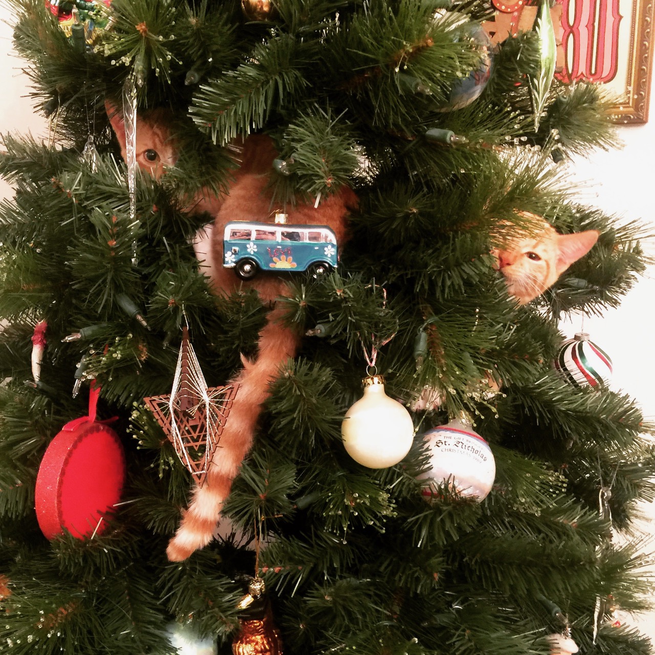 twin orange kittens climbing Christmas tree