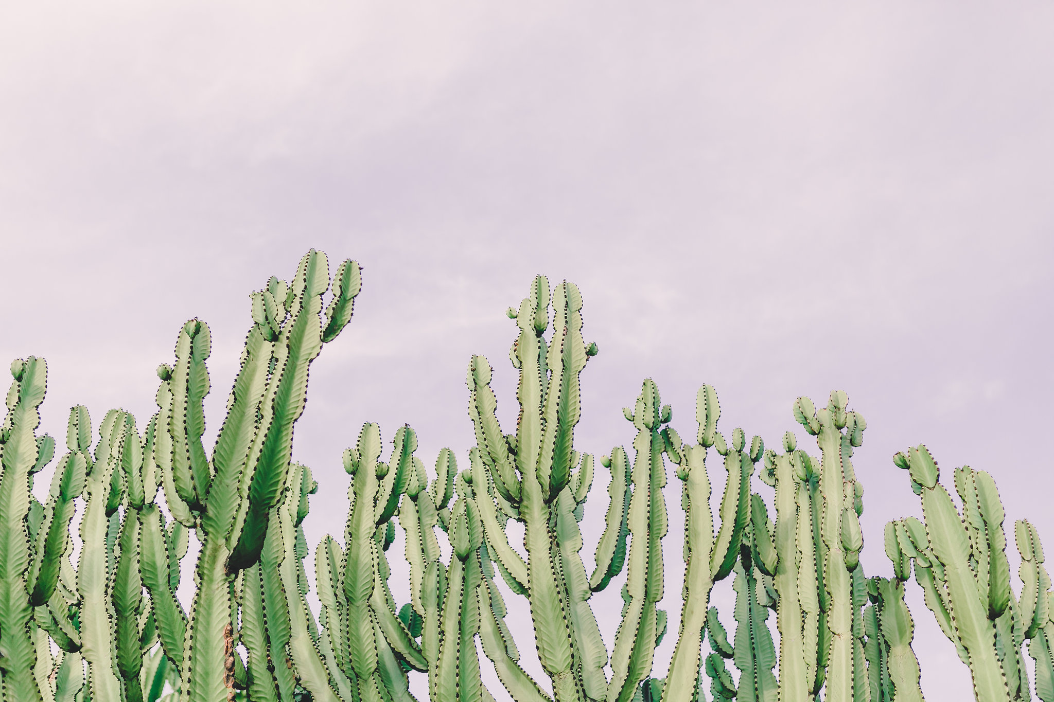 ariane moshayedi California coastal art photography