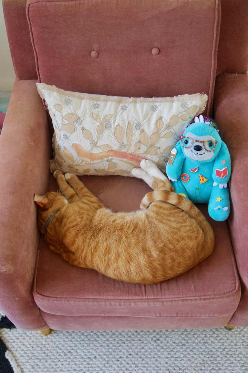 orange cat on pink chair