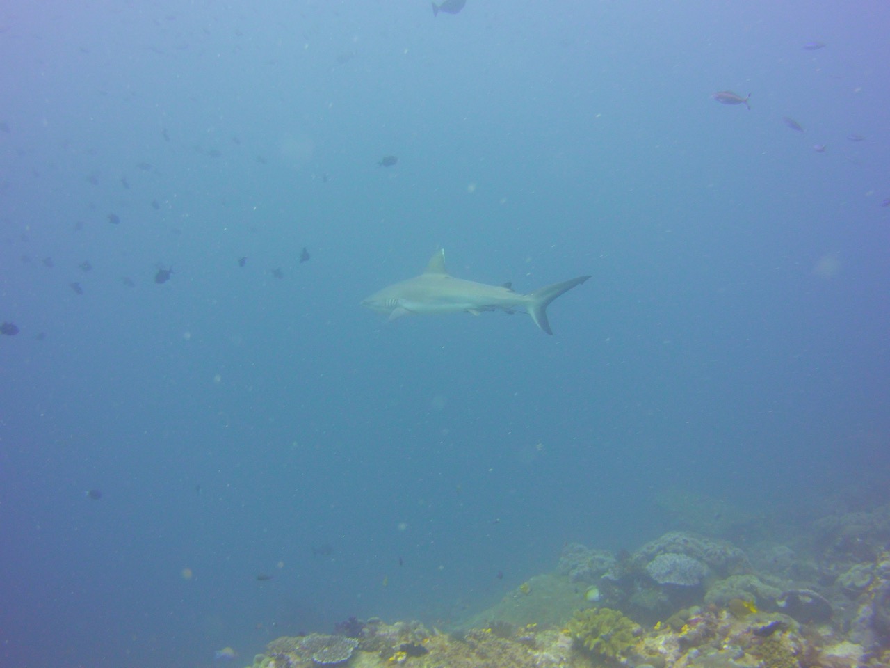 indonesia liveaboard scuba diving