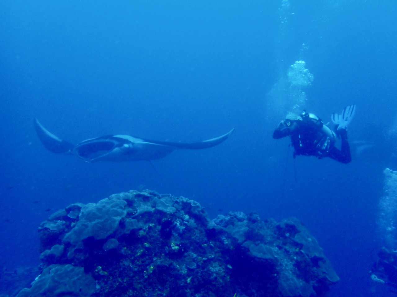 indonesia liveaboard scuba diving