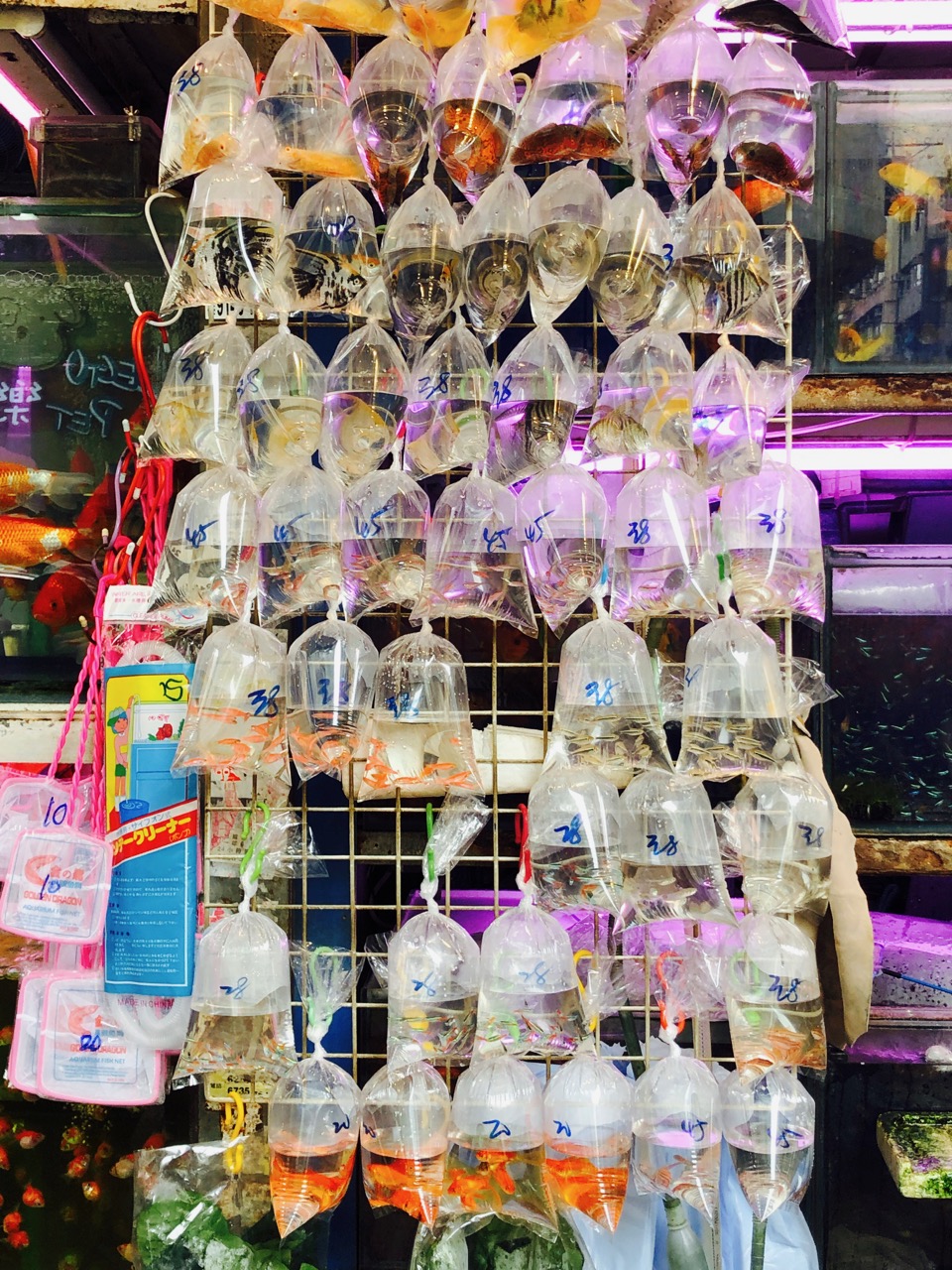 fish in plastic bags Hong Kong