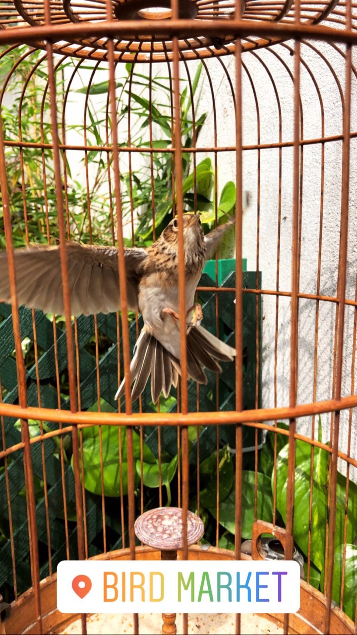 bird market Hong Kong