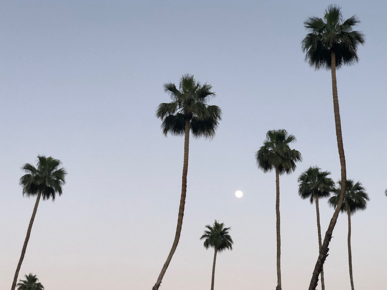 omni resort rancho las palmas splashtopia