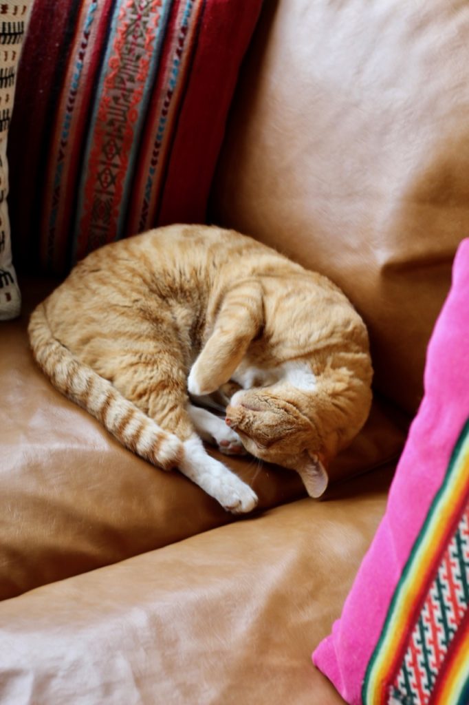 orange cat on a brown couch
