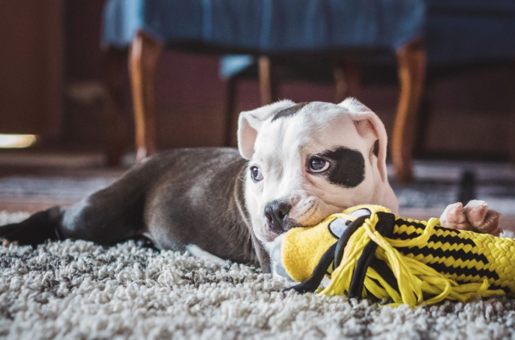 adopt American and English bulldog mix