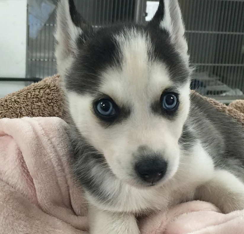 rescue husky puppy