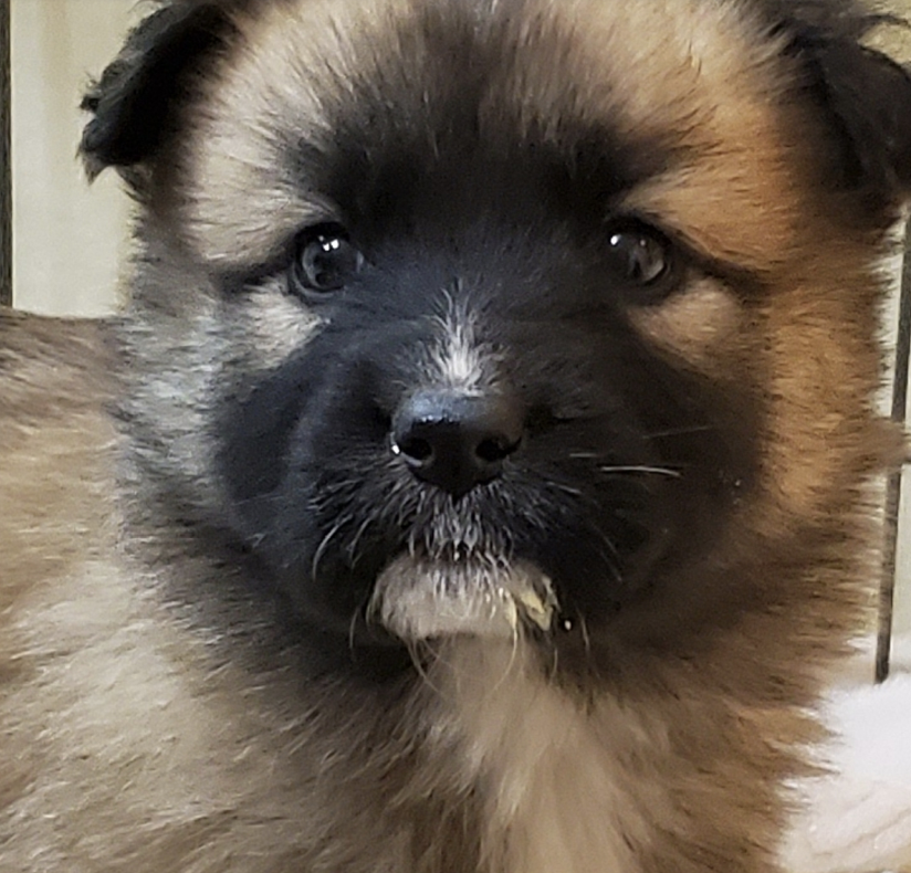 rescue German shepherd puppy