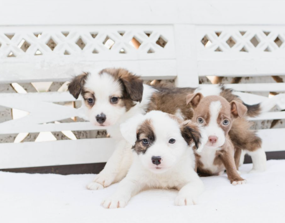 rescue Australian shepherd puppy